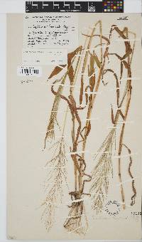 Digitaria perrottetii image