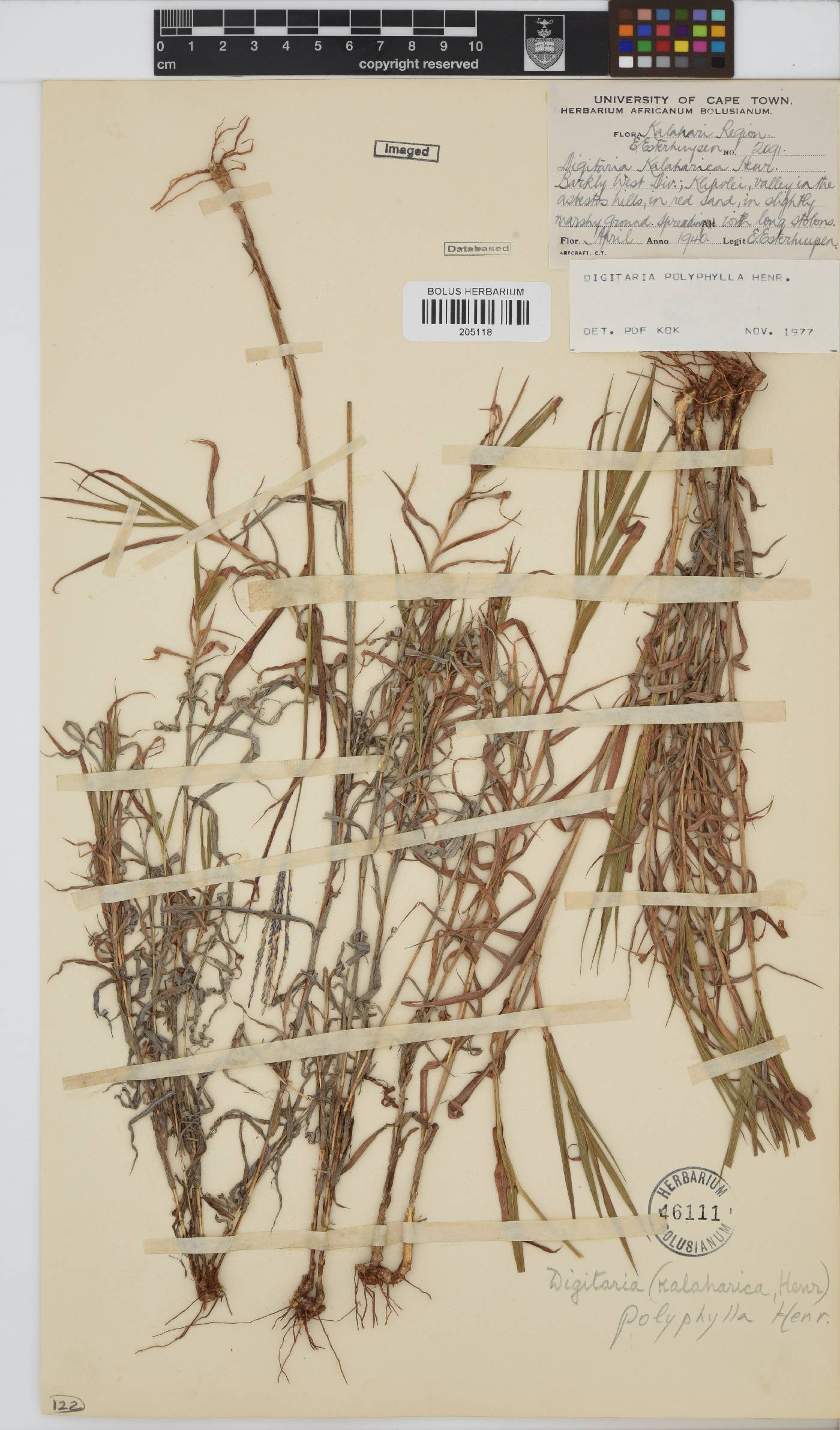 Digitaria polyphylla image