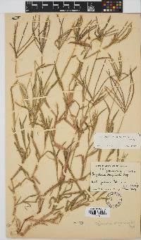 Digitaria sanguinalis image