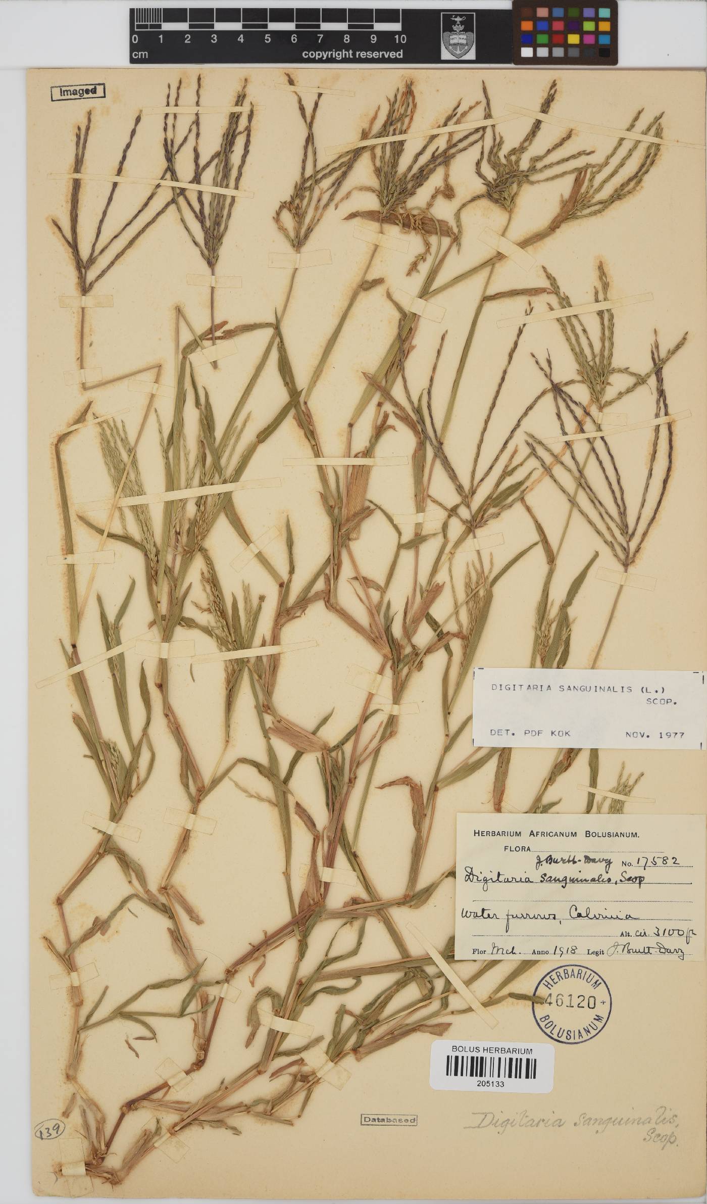 Digitaria sanguinalis image