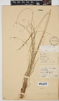 Digitaria setifolia image