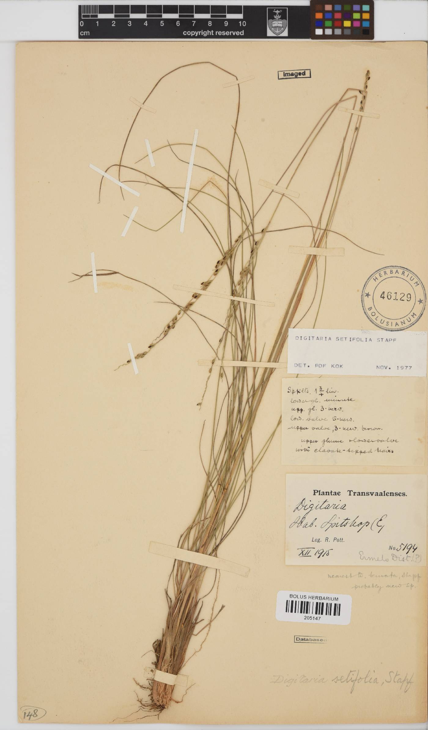 Digitaria setifolia image