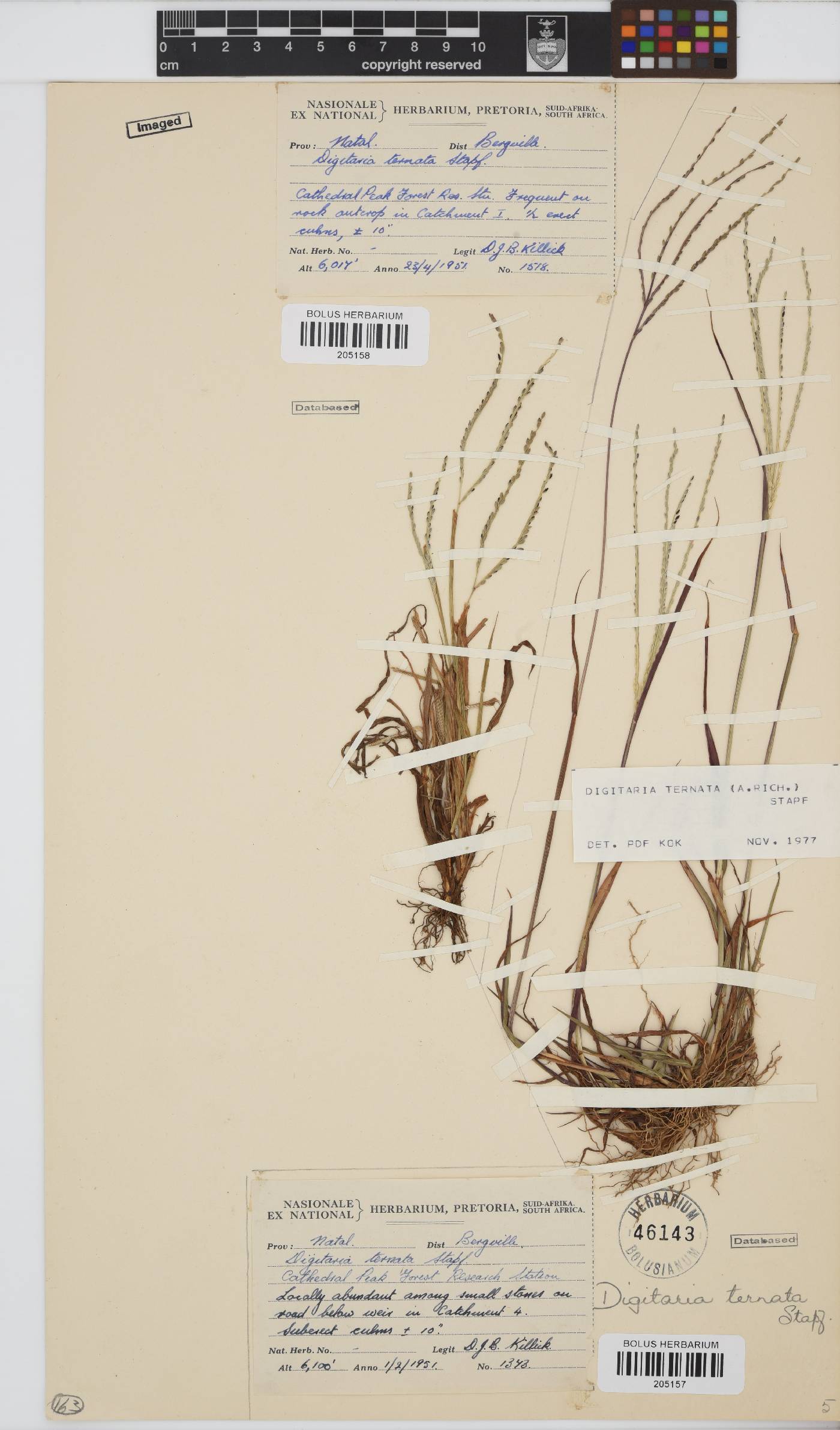 Digitaria ternata image