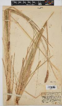 Pennisetum thunbergii image