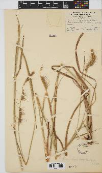 Setaria parviflora image