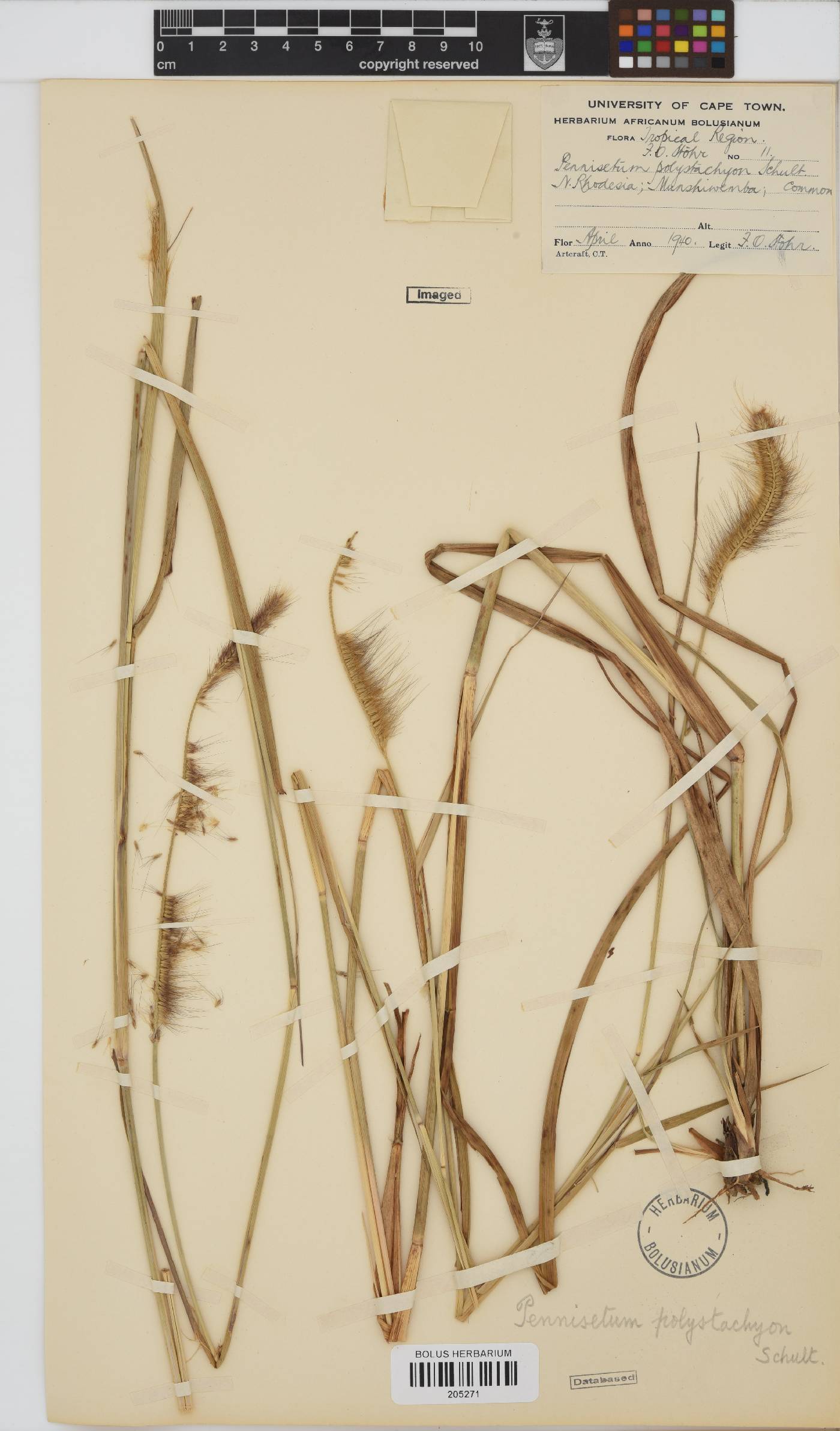 Setaria parviflora image