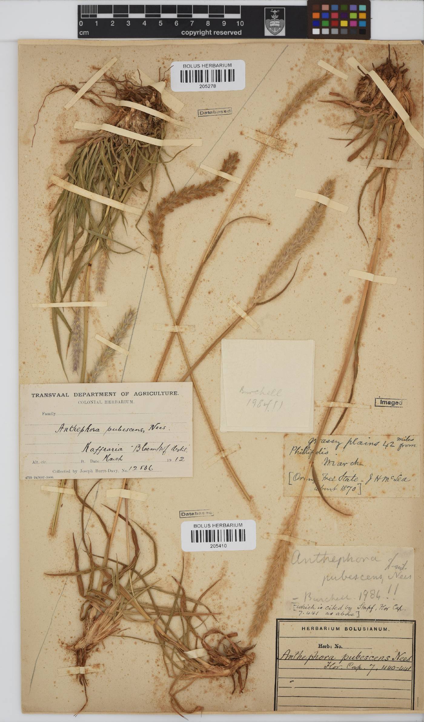 Anthephora pubescens image