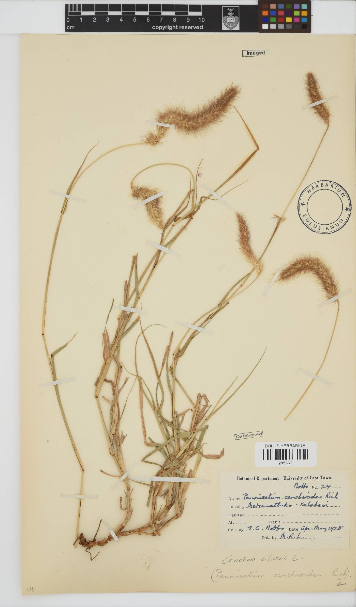 Cenchrus ciliaris image