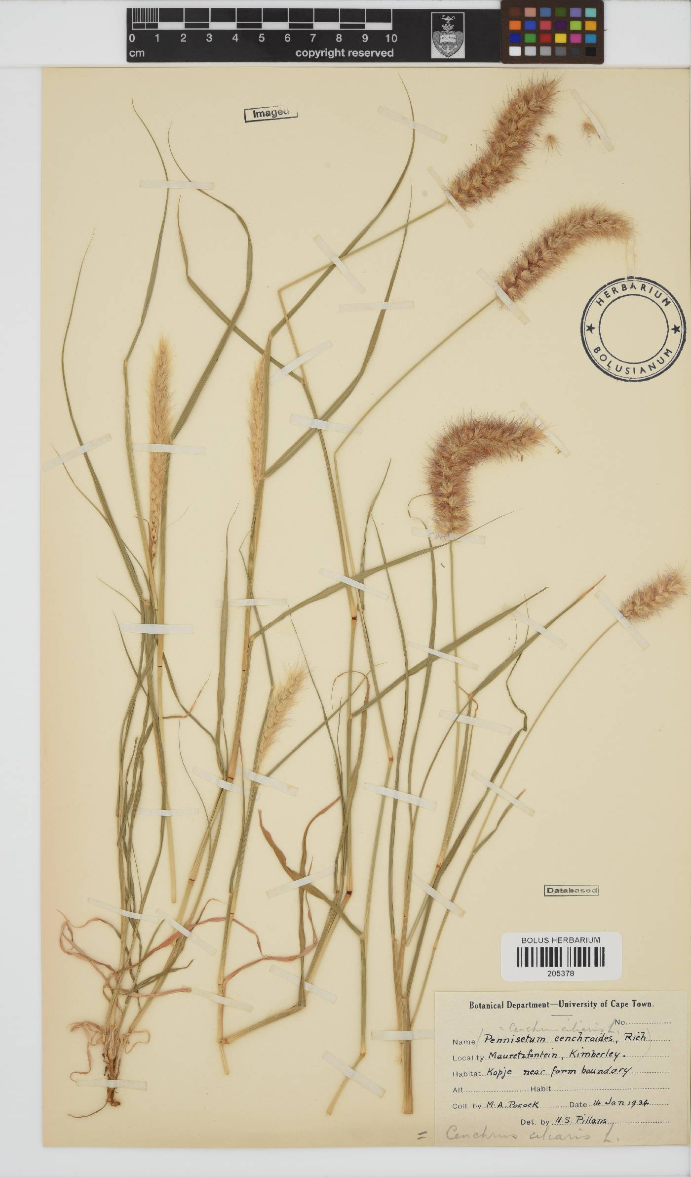 Cenchrus ciliaris image