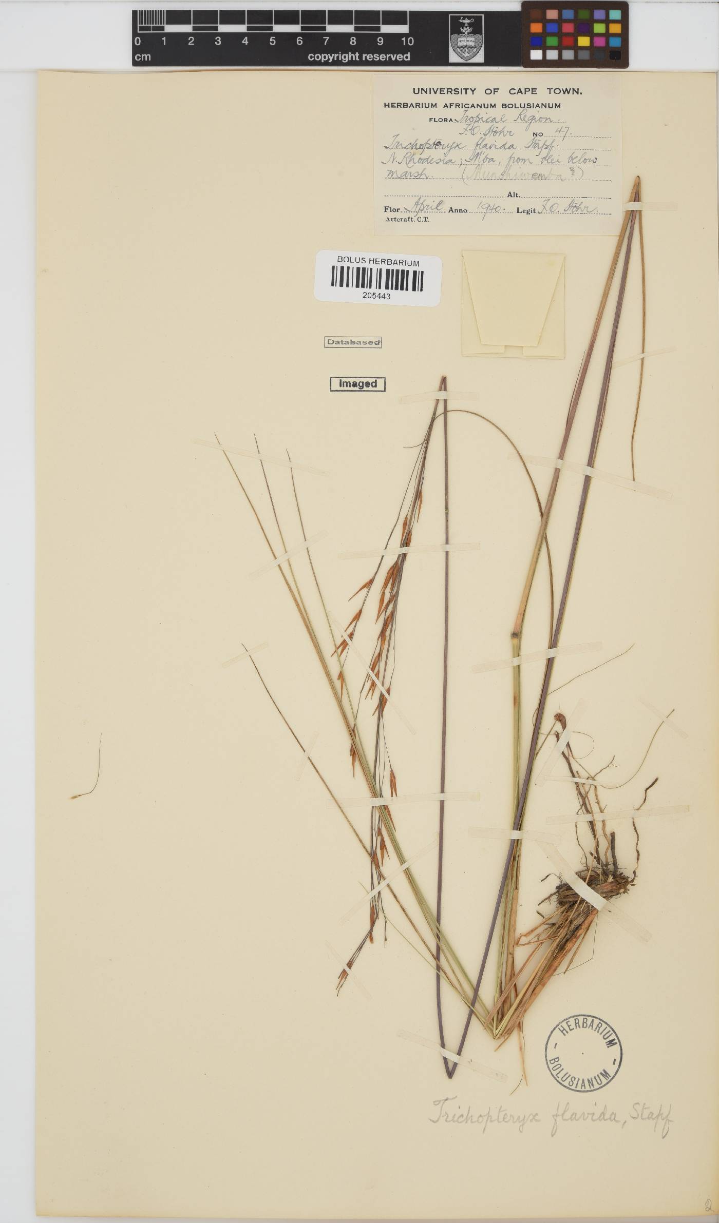 Loudetia flavida image