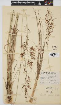 Loudetia flavida image