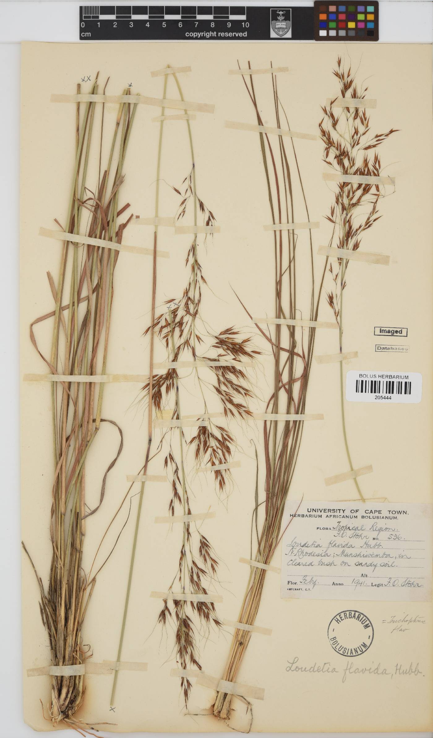 Loudetia flavida image