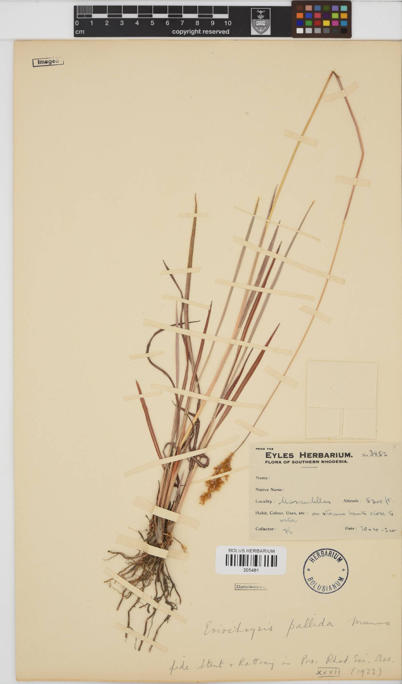 Eriochrysis pallida image