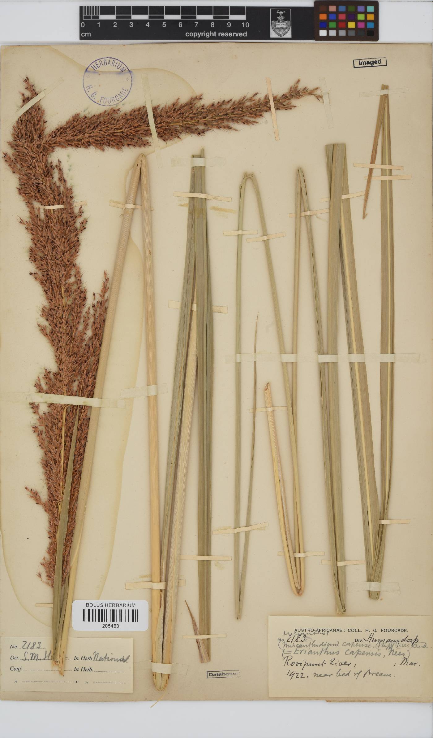 Miscanthus ecklonii image