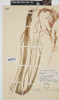 Miscanthus ecklonii image