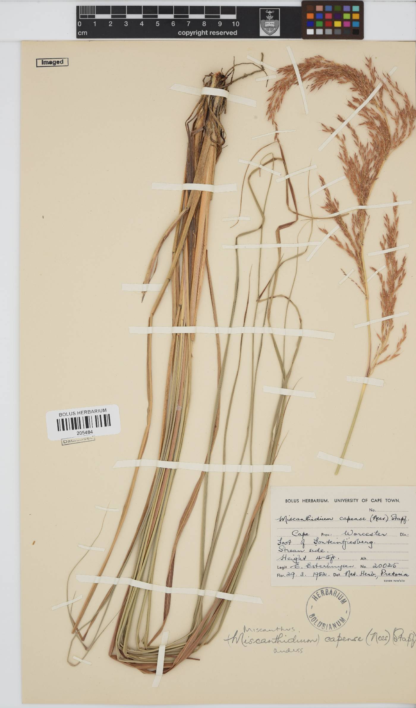 Miscanthus image
