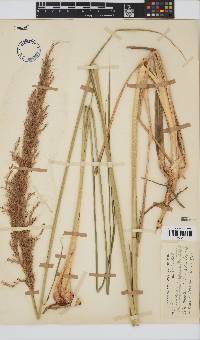 Miscanthus ecklonii image