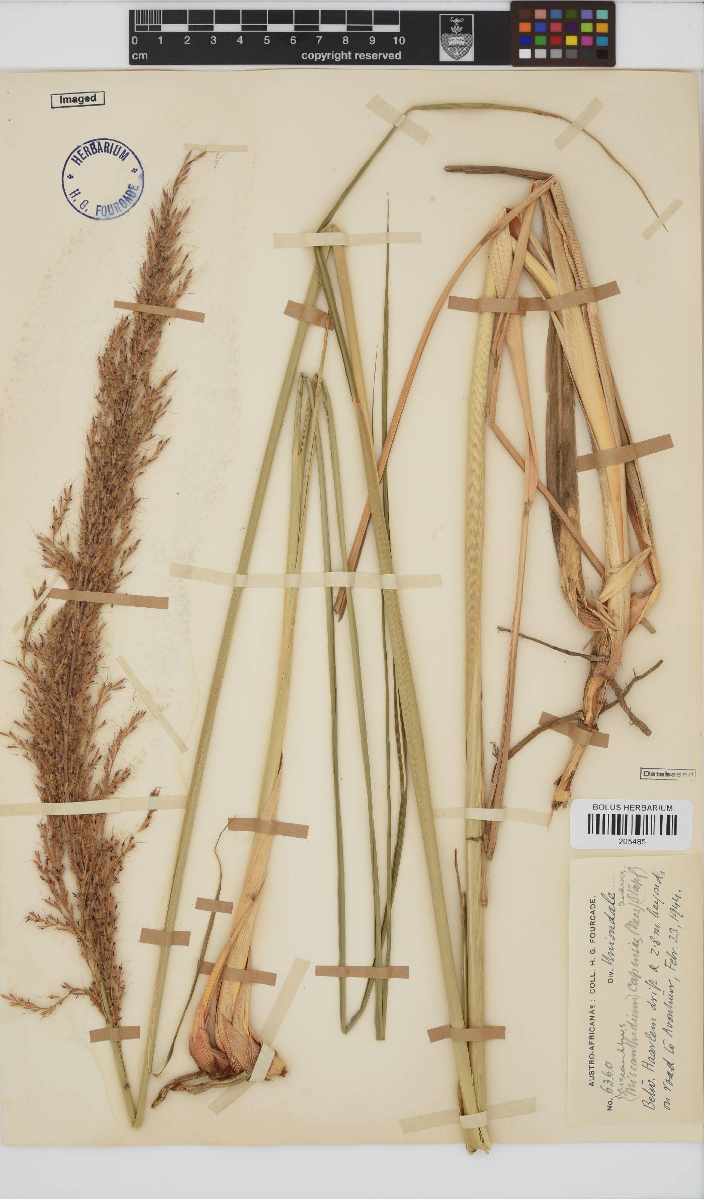 Miscanthus ecklonii image