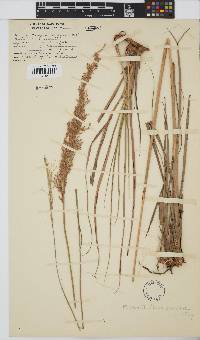 Miscanthus ecklonii image