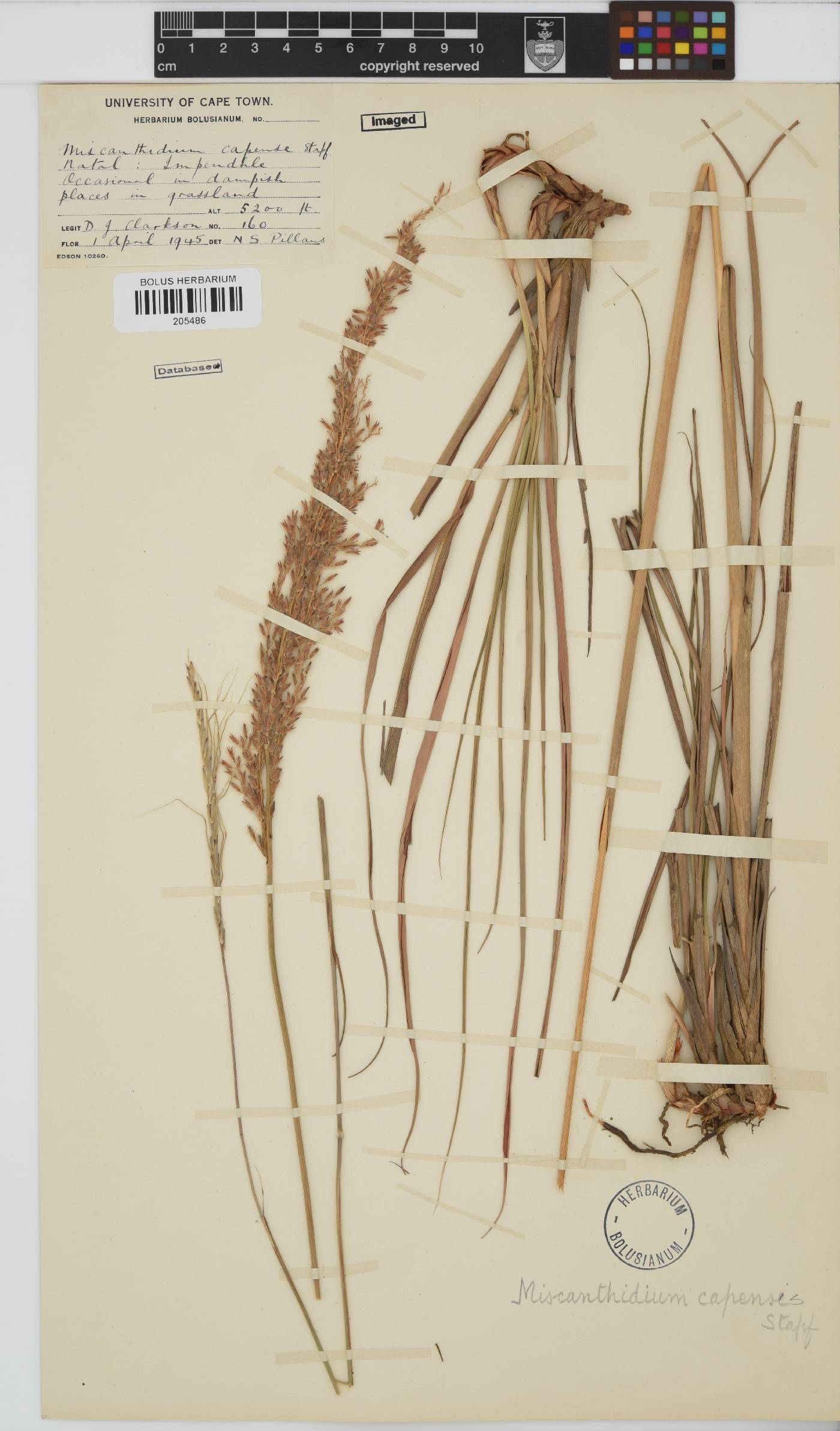 Miscanthus ecklonii image