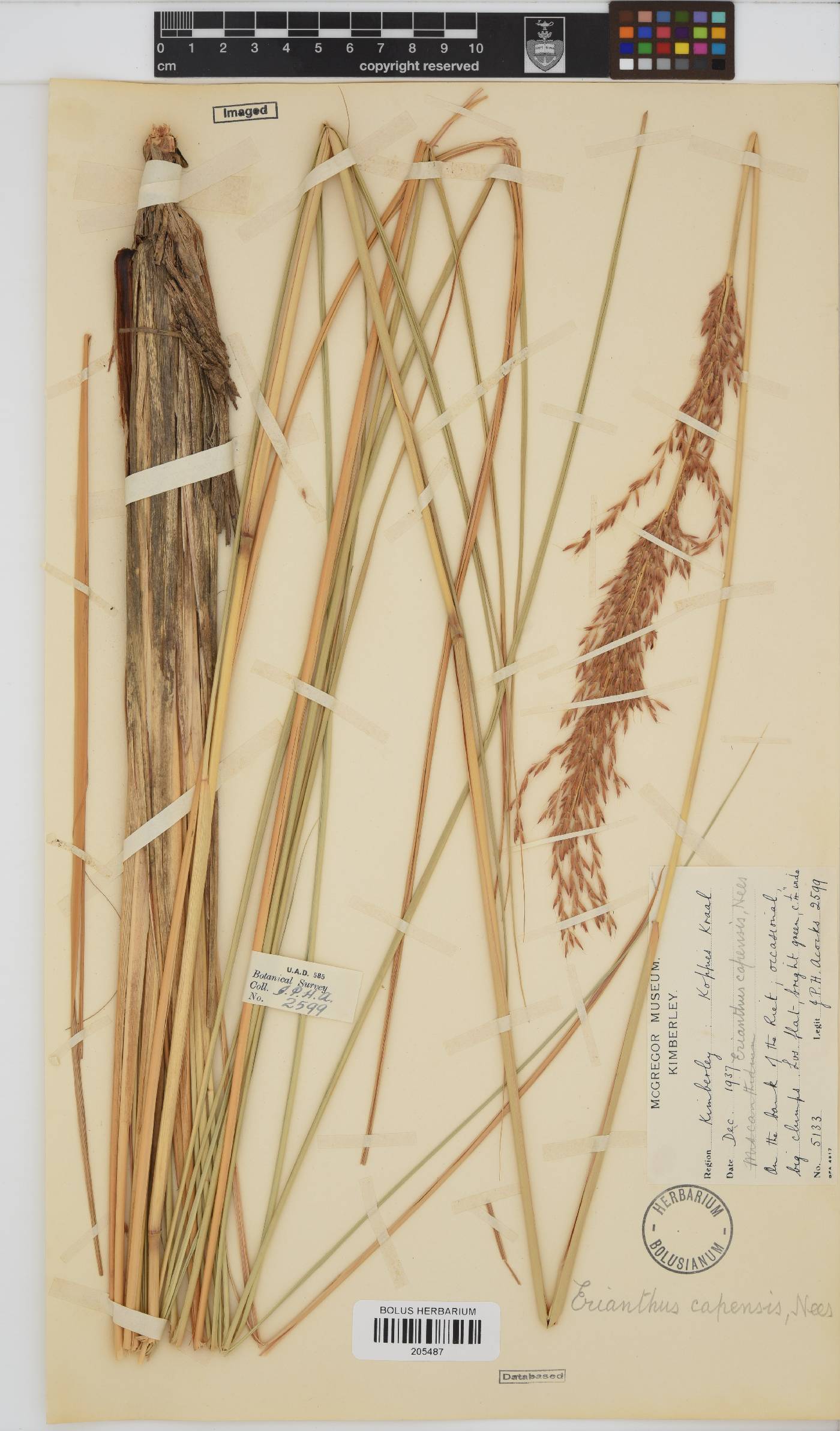 Miscanthus ecklonii image