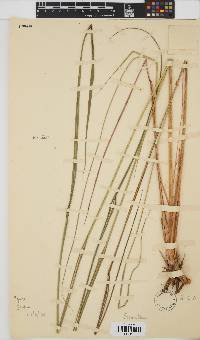 Miscanthus ecklonii image