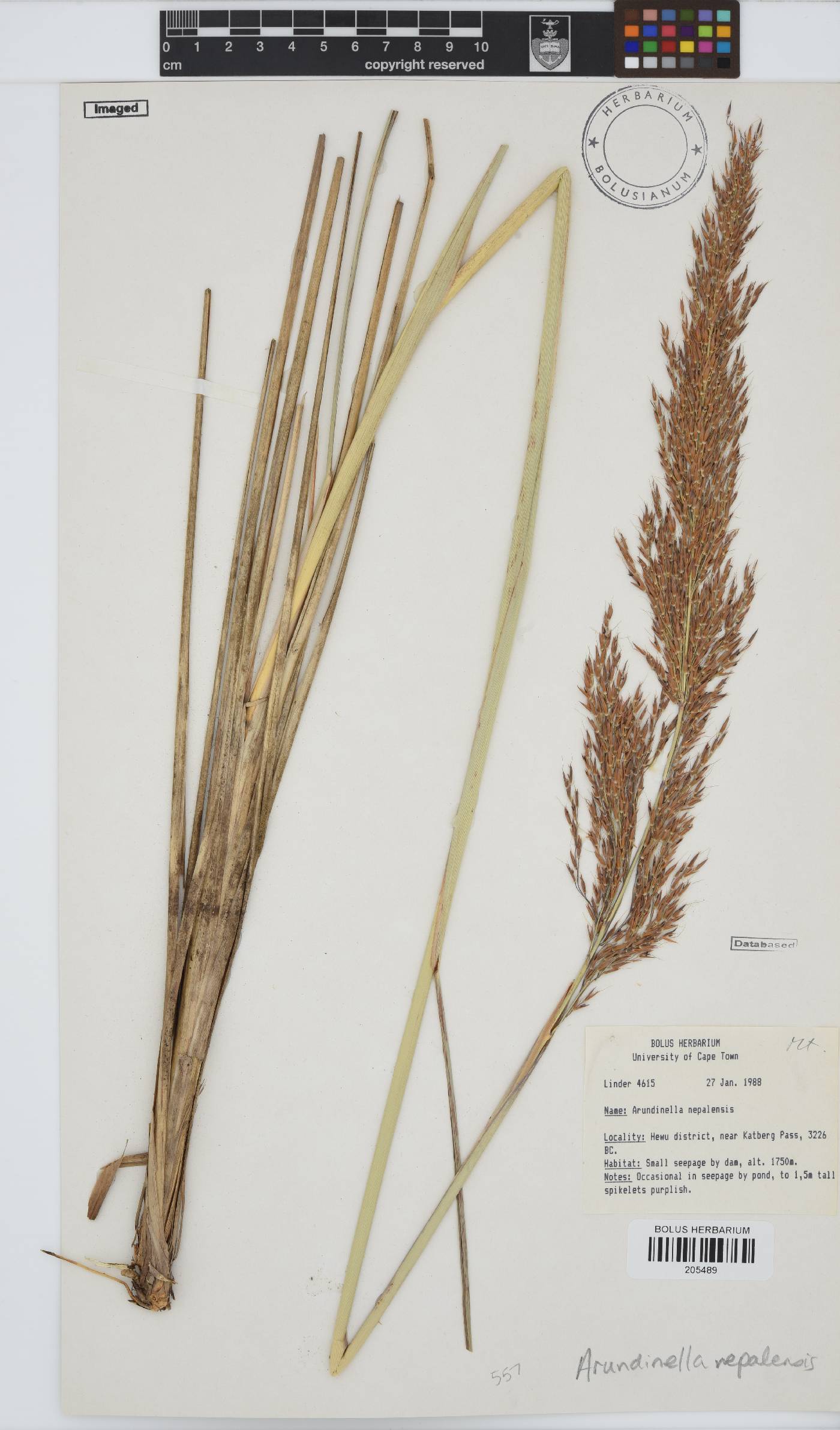 Arundinella nepalensis image