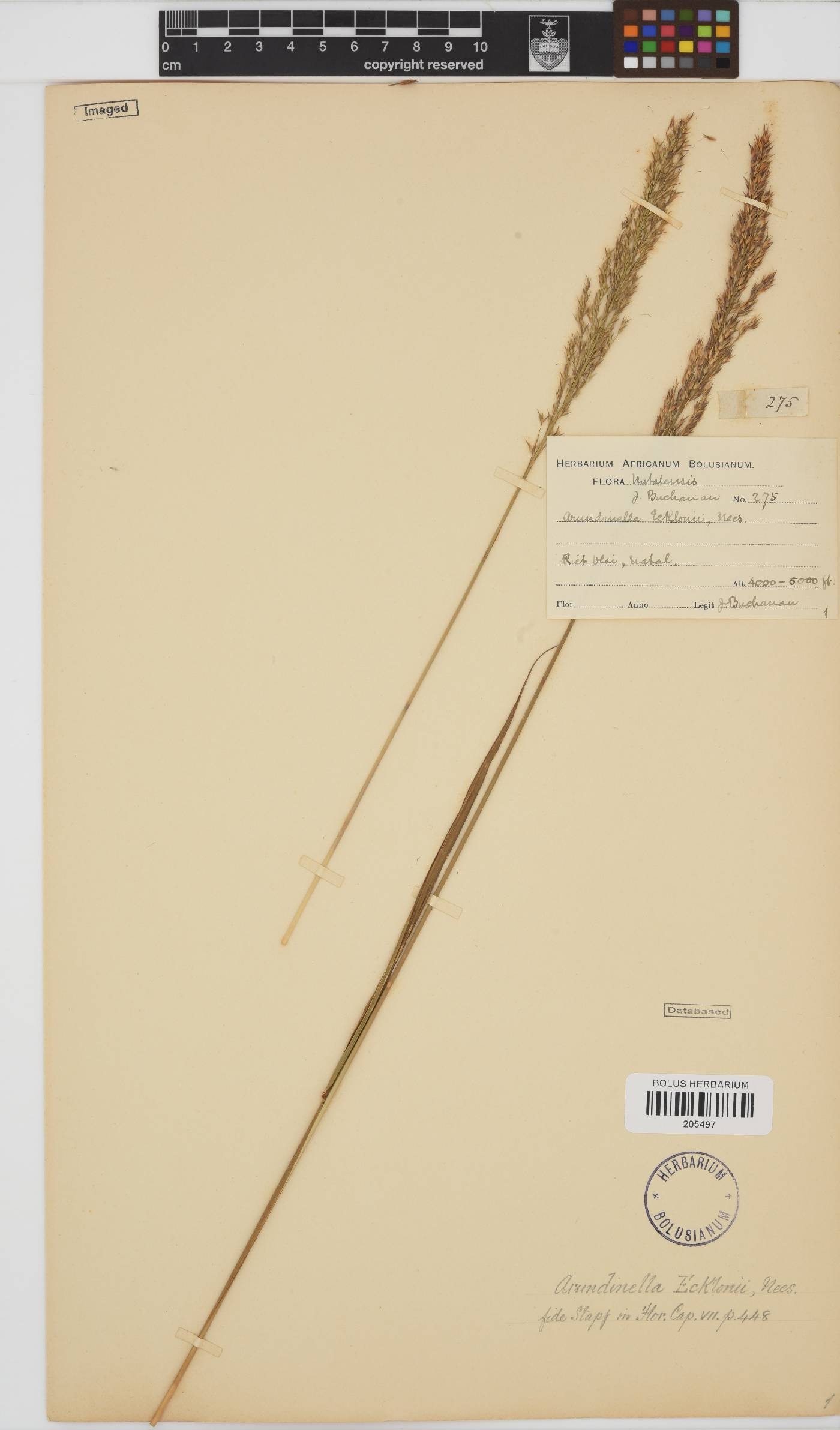 Arundinella nepalensis image