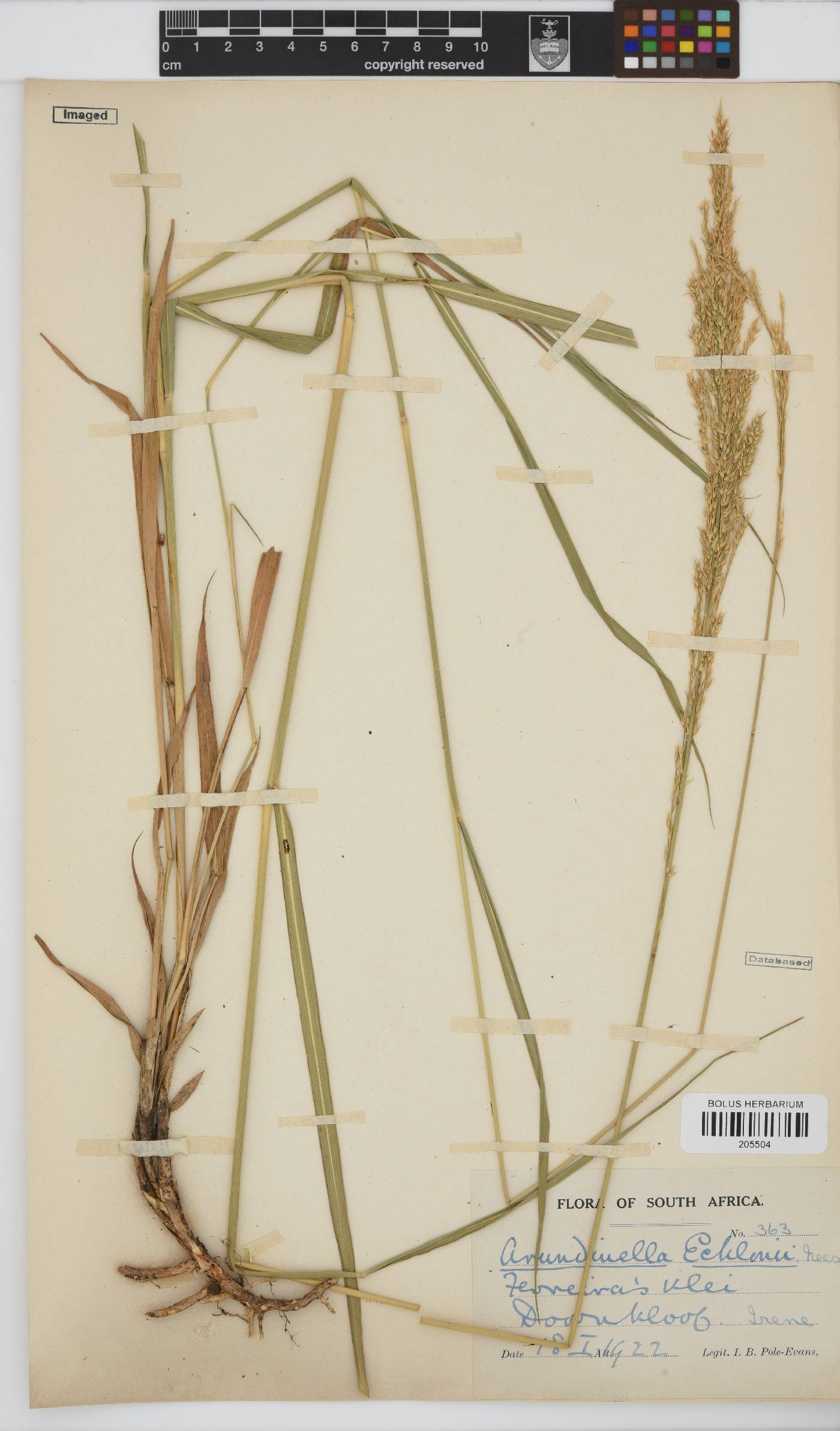 Arundinella image