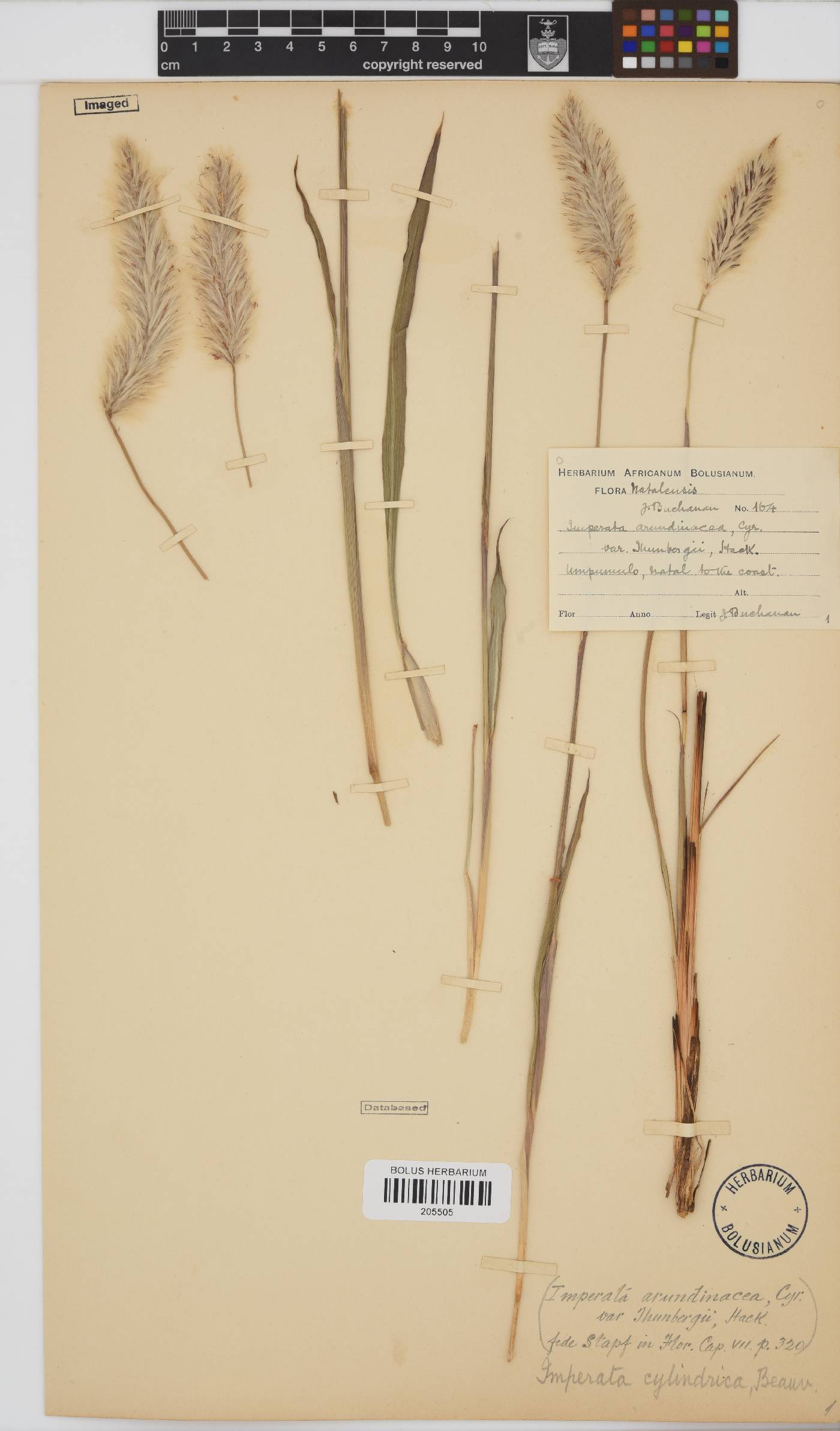 Imperata image