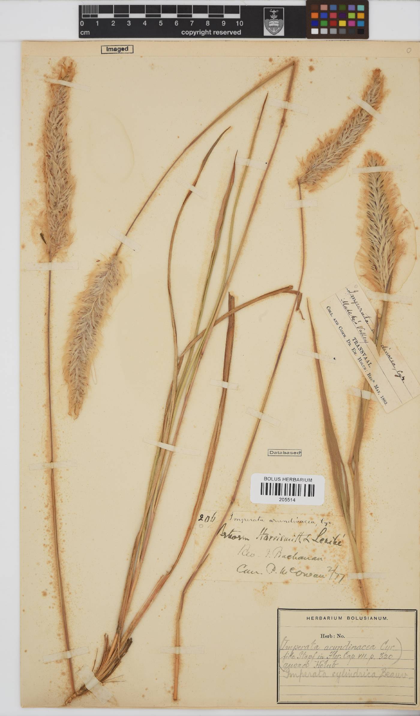 Imperata cylindrica image
