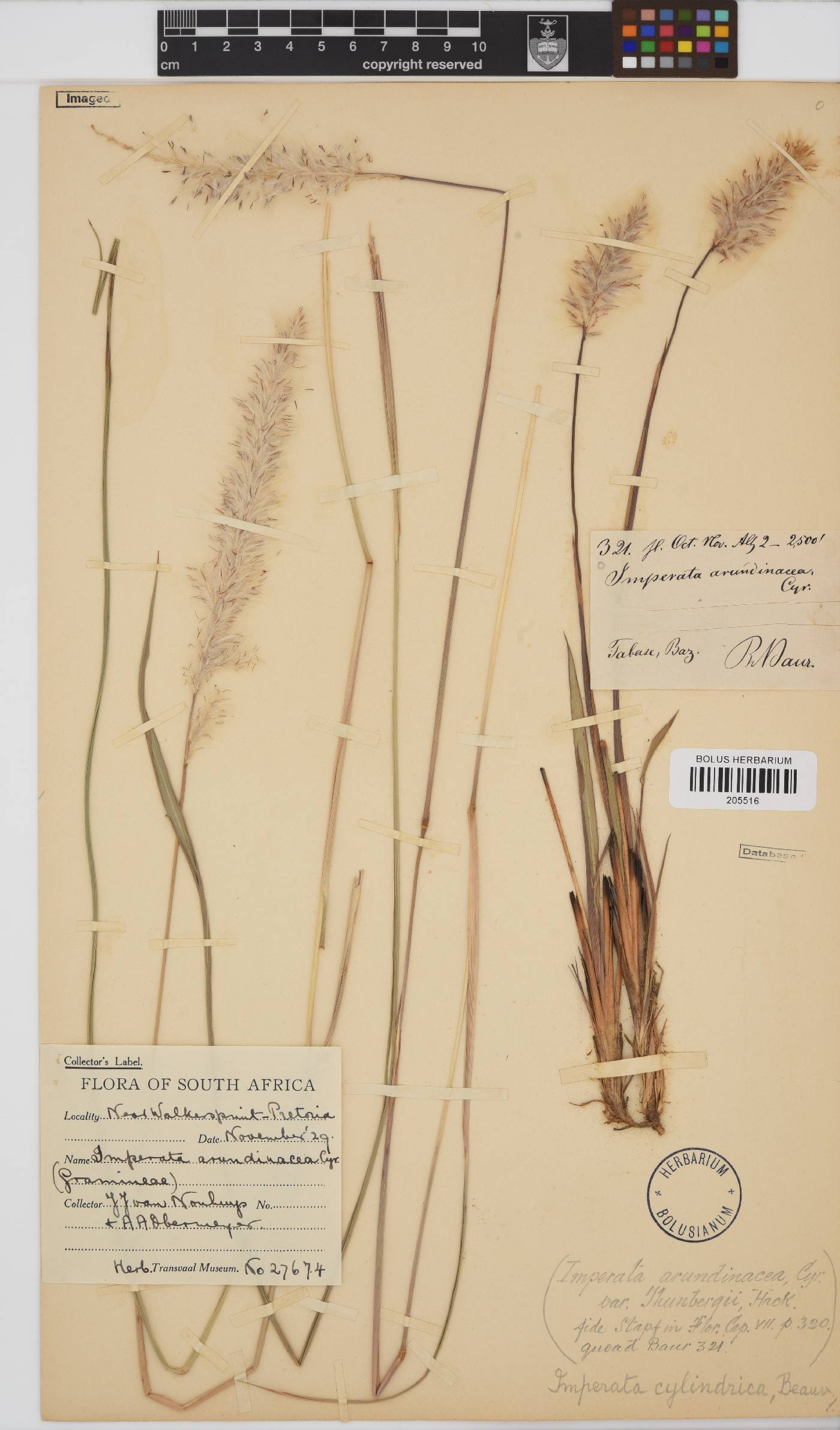 Imperata cylindrica image