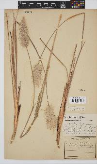 Imperata cylindrica image