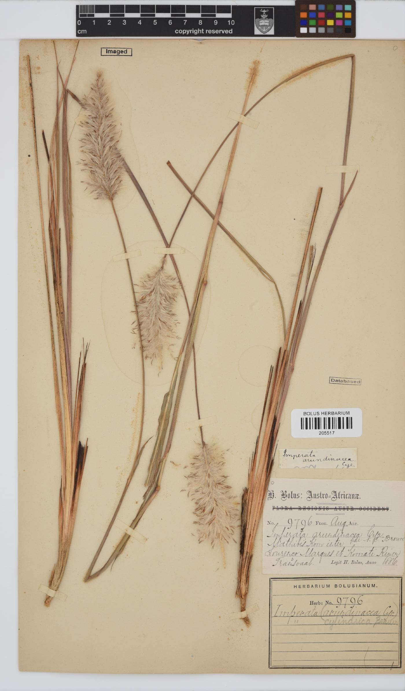 Imperata cylindrica image