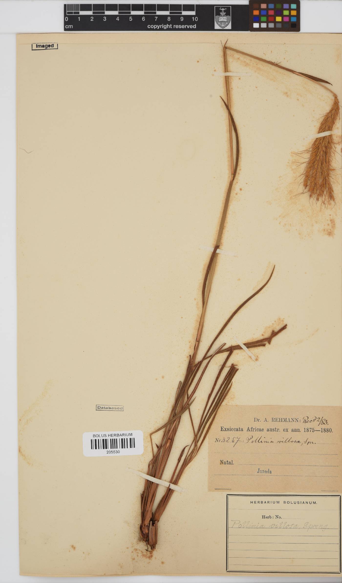 Eulalia villosa image