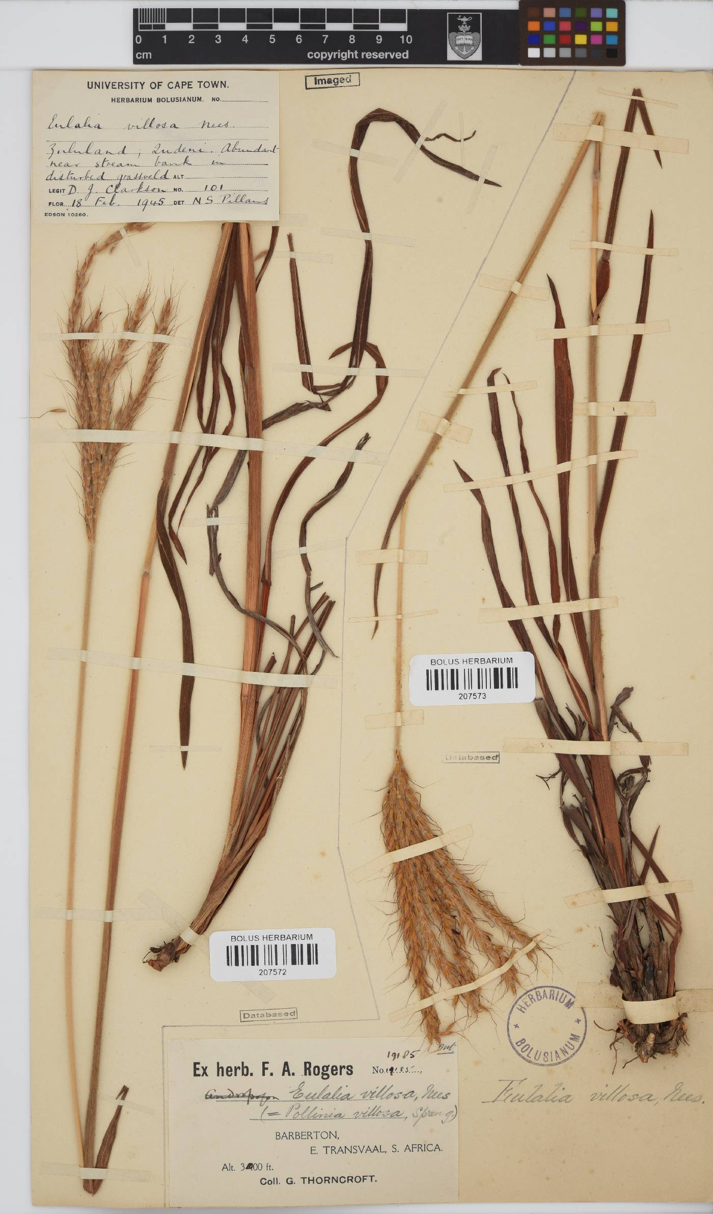 Eulalia villosa image