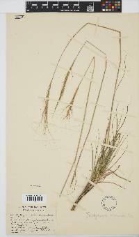 Trachypogon spicatus image