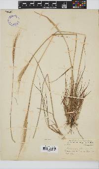 Trachypogon spicatus image