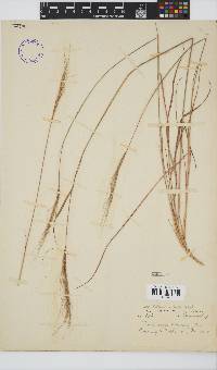 Trachypogon spicatus image