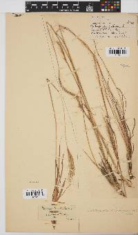 Trachypogon spicatus image