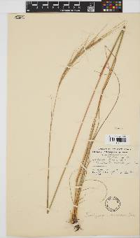 Trachypogon spicatus image