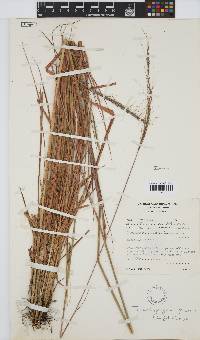 Trachypogon spicatus image