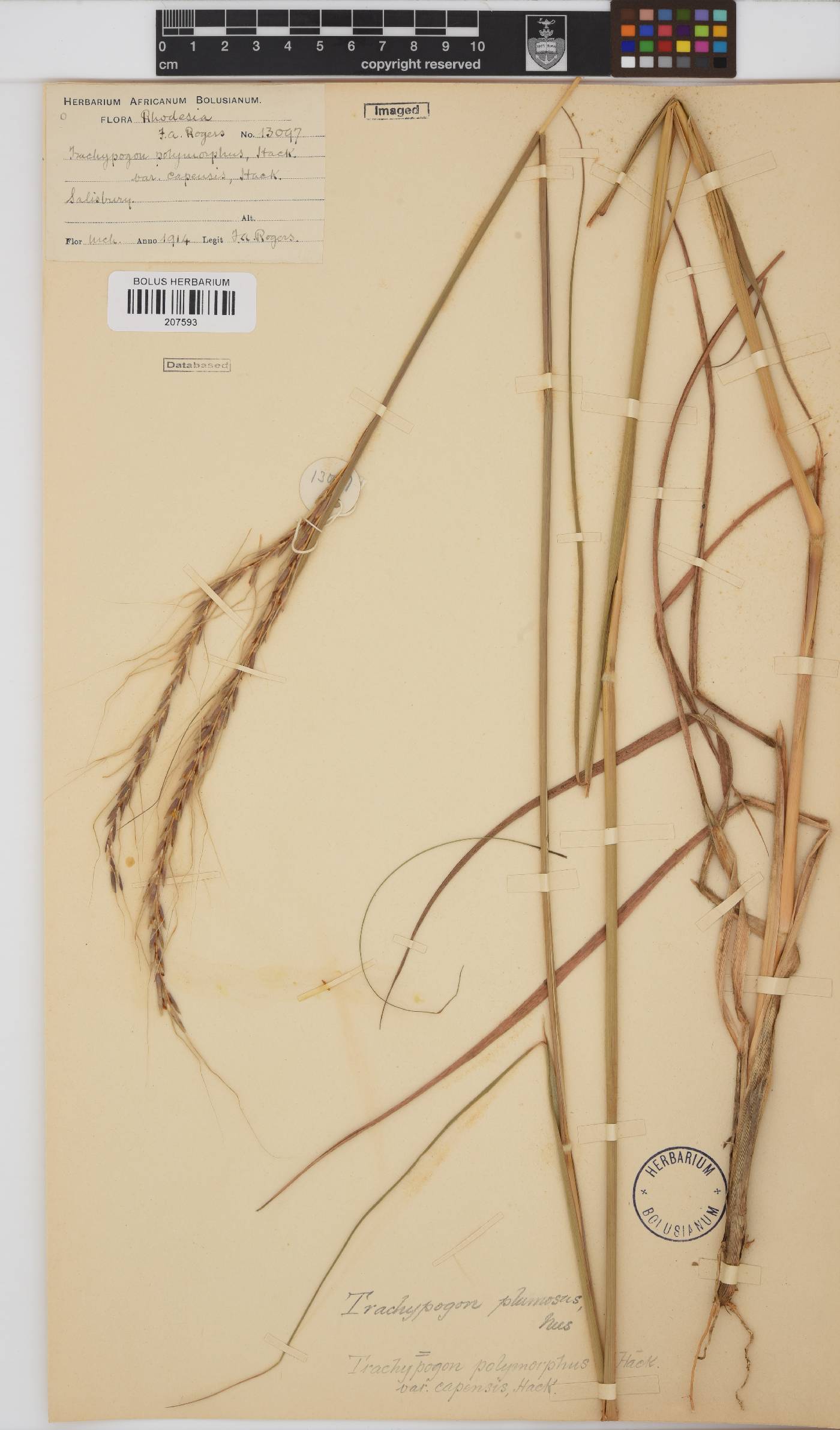 Trachypogon spicatus image
