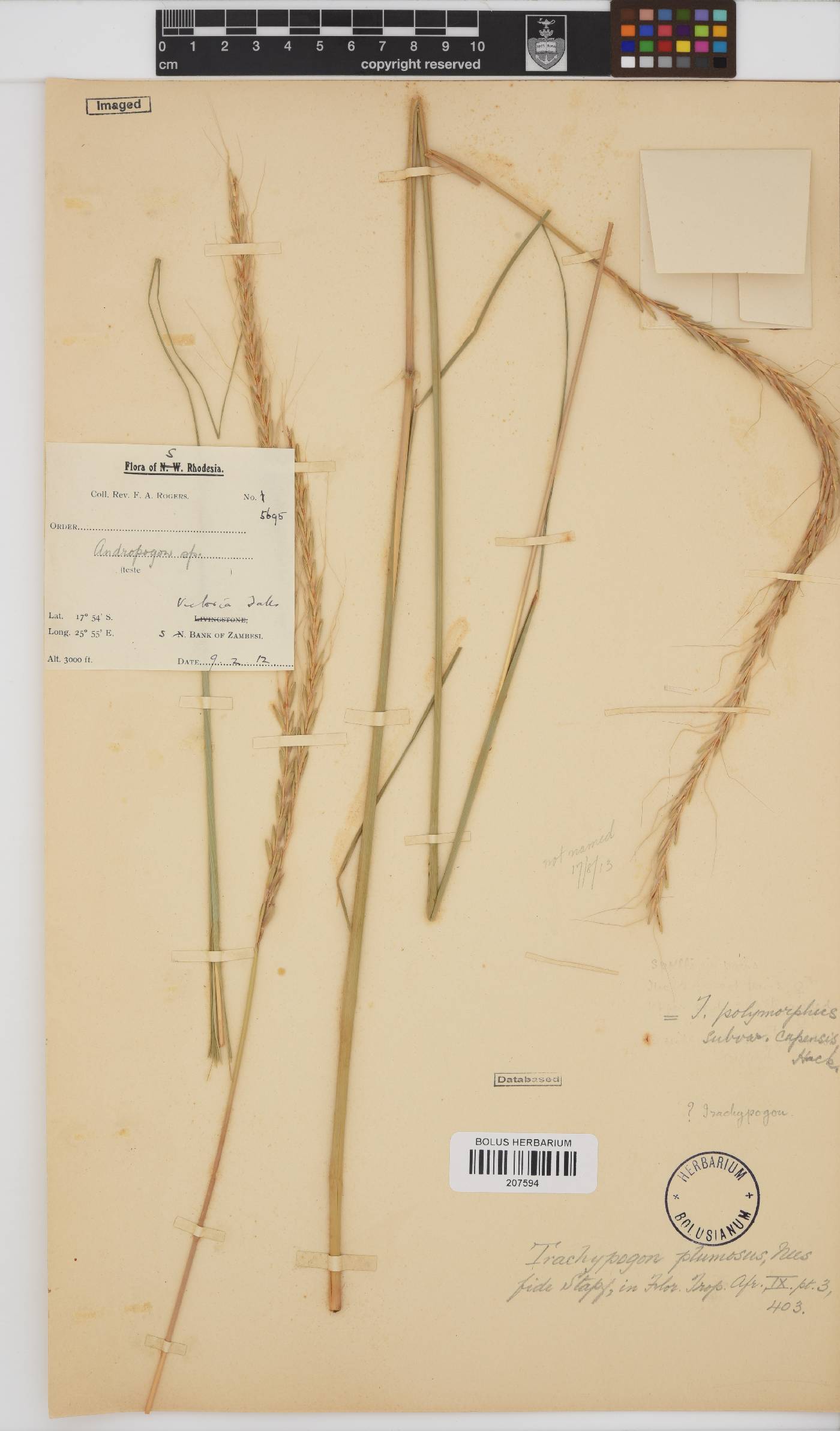 Trachypogon spicatus image