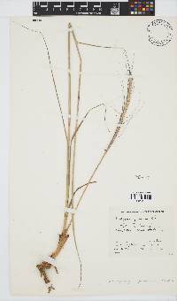 Trachypogon spicatus image