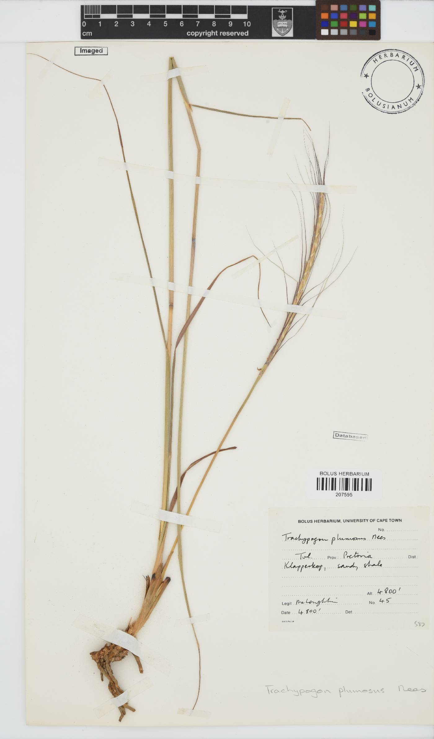 Trachypogon spicatus image