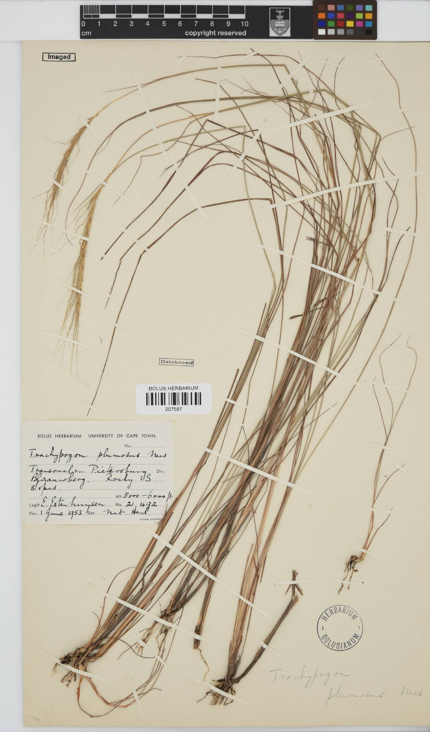 Trachypogon spicatus image