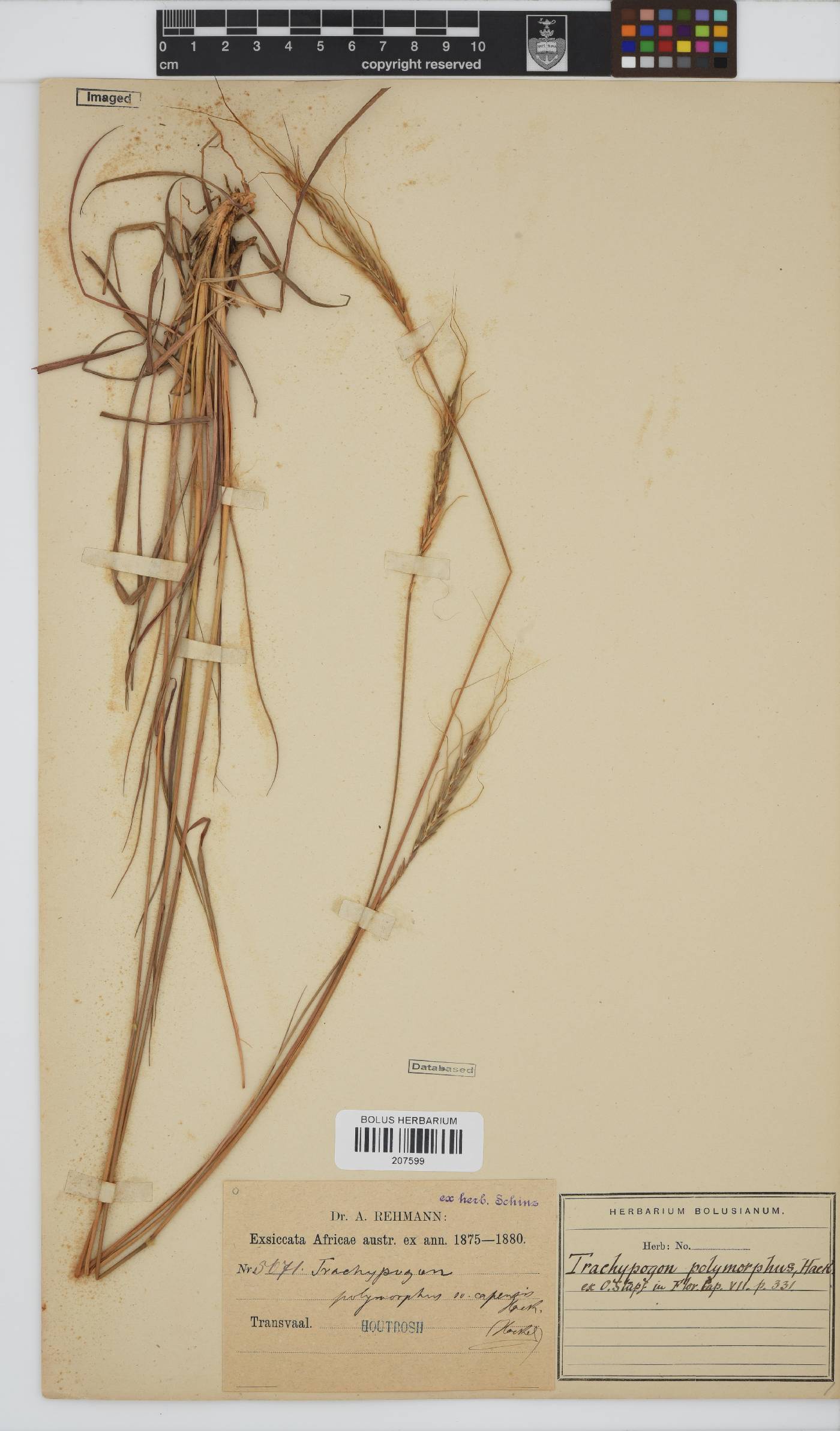 Trachypogon spicatus image