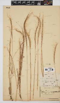 Trachypogon spicatus image