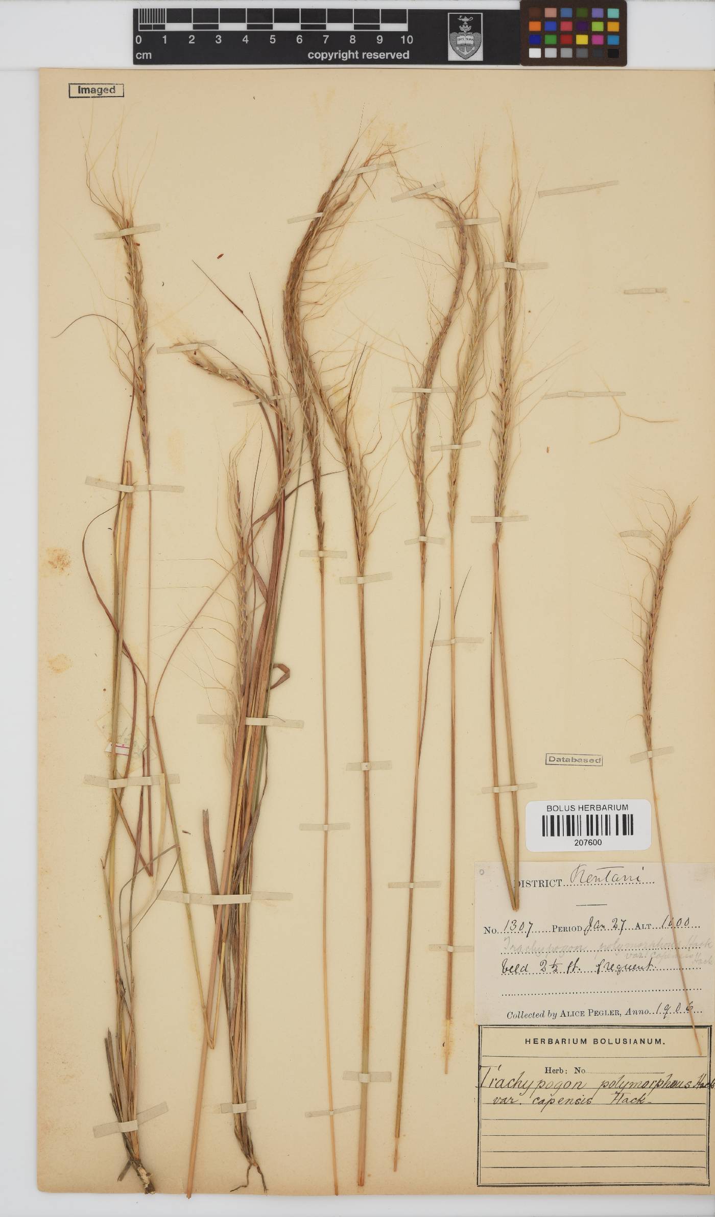 Trachypogon spicatus image